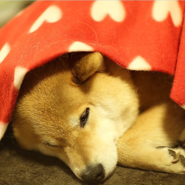 开云体育入口-世界排名争夺战焦点战，巴拉圭掀翻厄瓜多尔，南美足坛风云再起