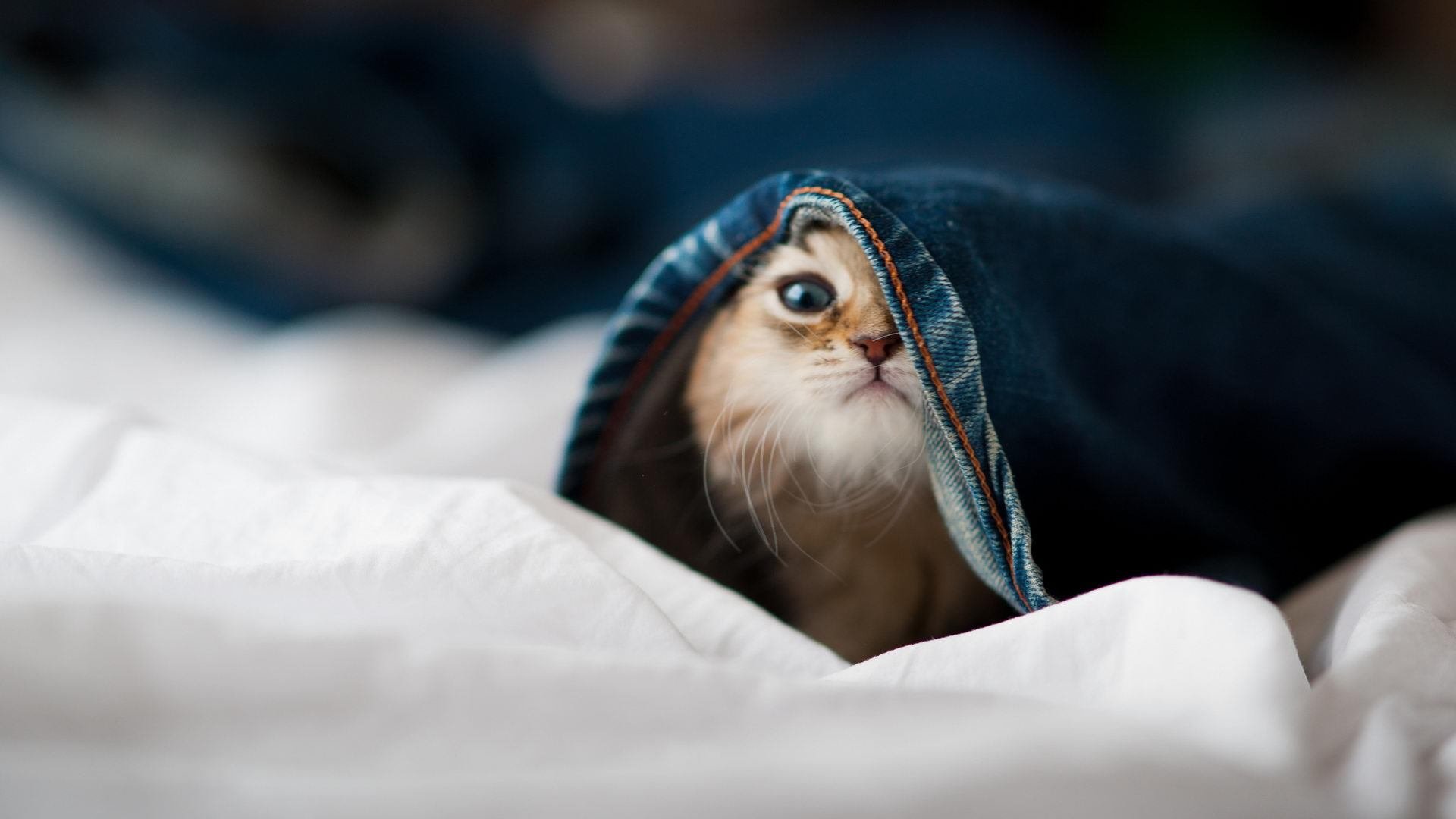 詹姆斯数据封王彰显统治力，猛龙团队风暴轻取雷霆