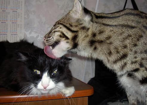 体育双星闪耀日，雄鹿强势击溃猛龙，爱德华兹在意甲焦点战接管比赛