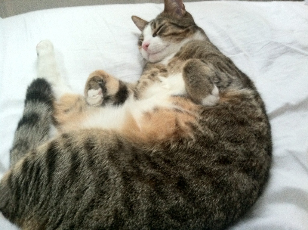 开云体育APP下载-热火击溃开拓者，布克英超式接管，竞技场上的主宰传奇