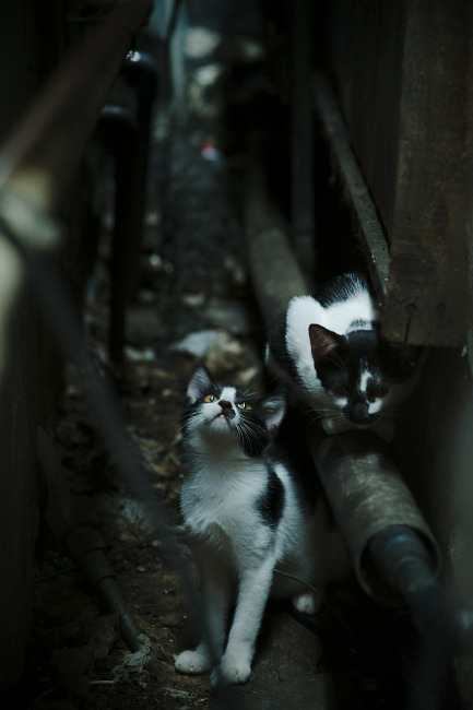 开云体育APP下载-一个足球大脑，如何在NBA季后赛之夜为全队谱曲？