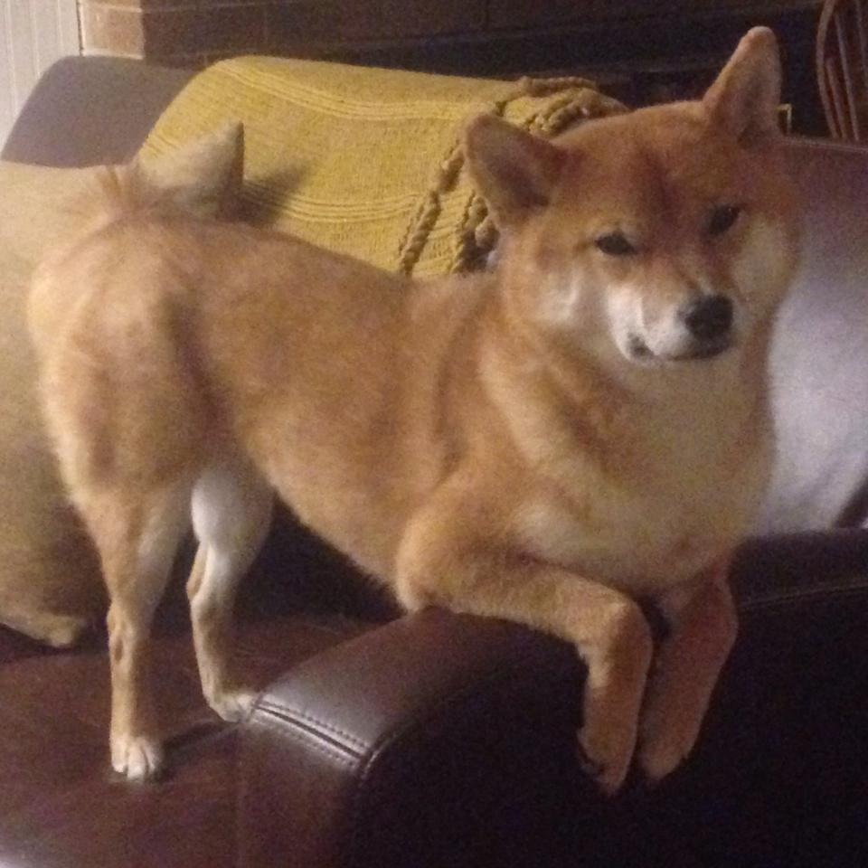 -卡塞米罗一锤定音，德国战车稳稳碾过几内亚