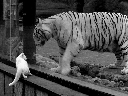 绝境中的王者，贝林厄姆导演卡塔尔史诗逆转