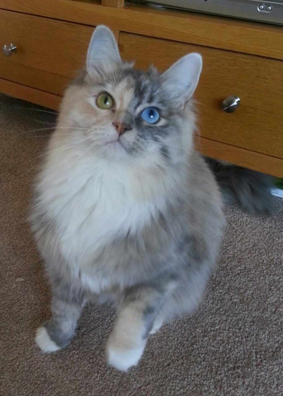 马克西独揽39分锁死沃特斯，雷霆力克广东取四连胜