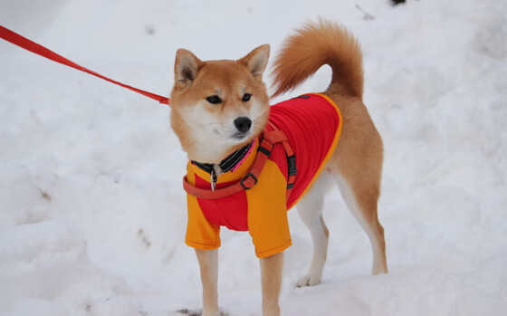 开云体育下载-内马尔，攻防转换的艺术大师与韩国队的南非突围之路
