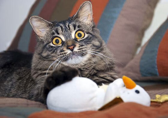 开云体育在线-欧冠焦点战，尤文图斯惊天逆转利物浦的传奇之夜