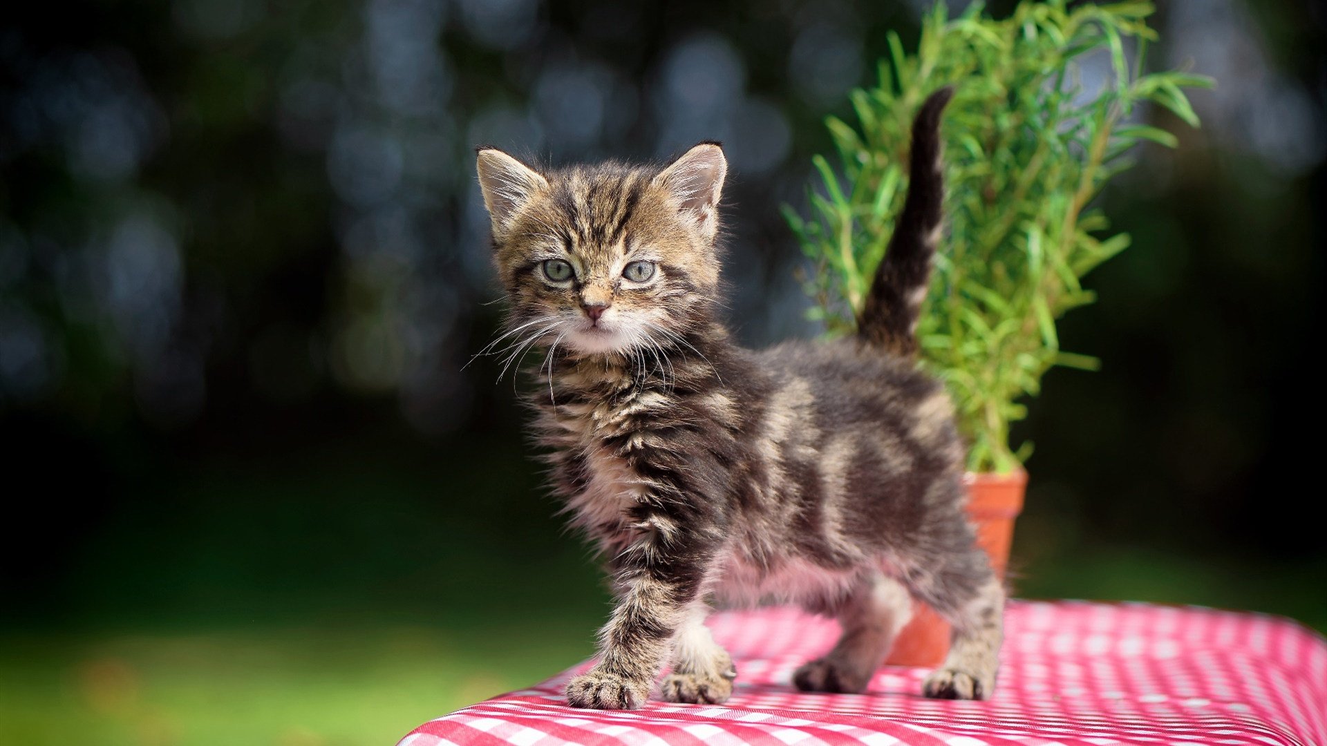 开云APP-政治风云与绿茵传奇，德国强压新西兰背景下的莱万东决关键战接管时刻