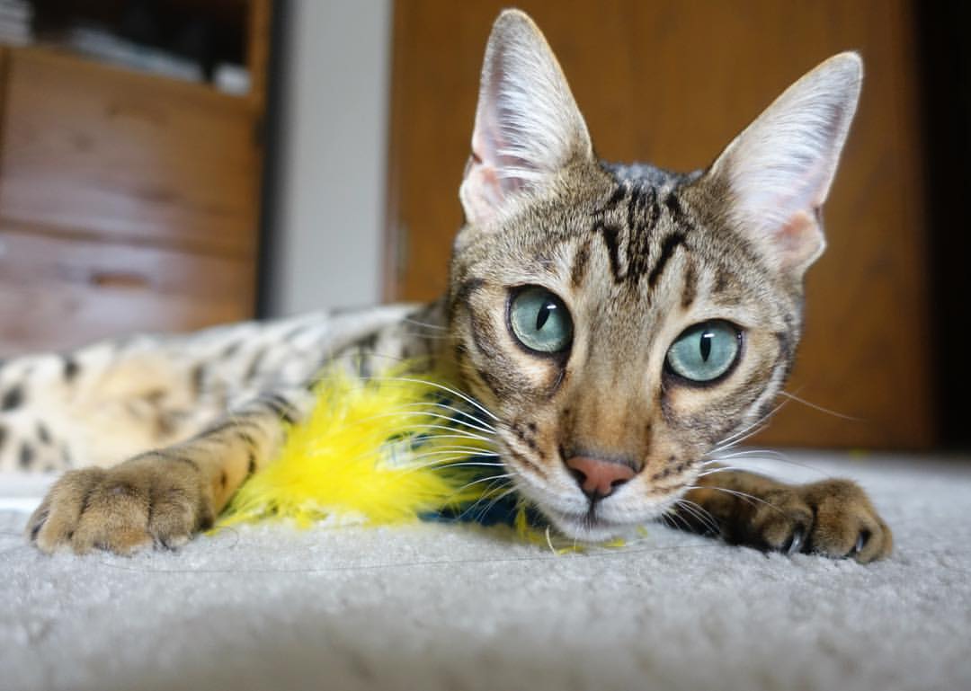 -亚特兰大的战术镰刀与库尔图瓦的叹息之墙，当收割成为一种必然