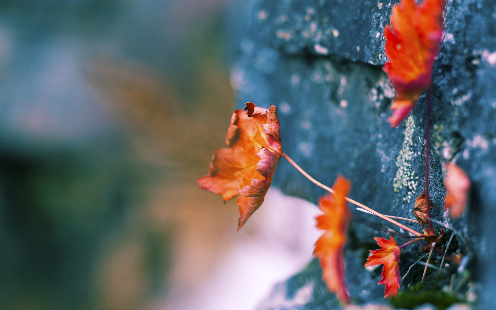 开云体育-速度的辩证法，F1夜战轰鸣与库里持续杀伤的时空共振