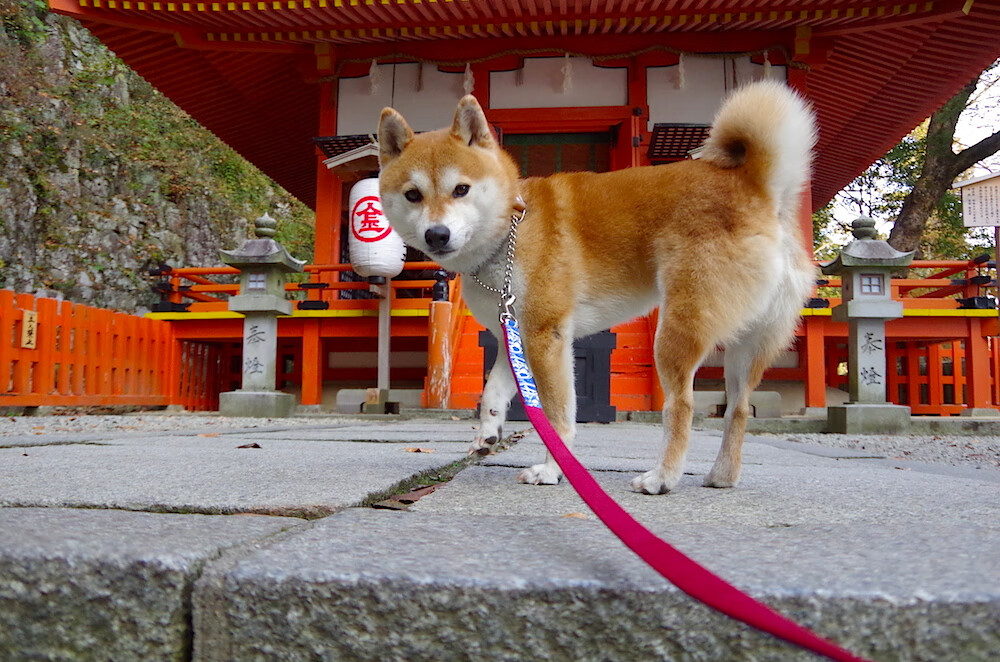 硝烟散尽，他独自扛起一个国家的黎明，当努涅斯在绿茵战场化身移动长城