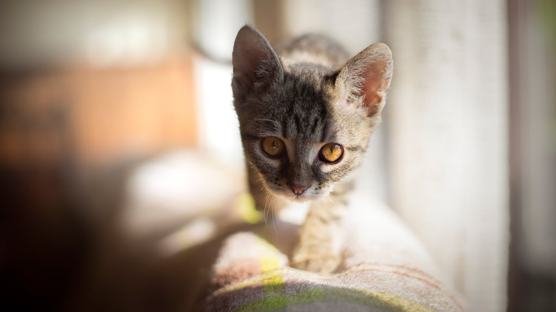 开云体育中国-F1街道赛焦点战，广东队强行终结骑士，街道狂飙改写格局