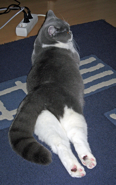 门迪一夫当关，澳大利亚绝境逢红海