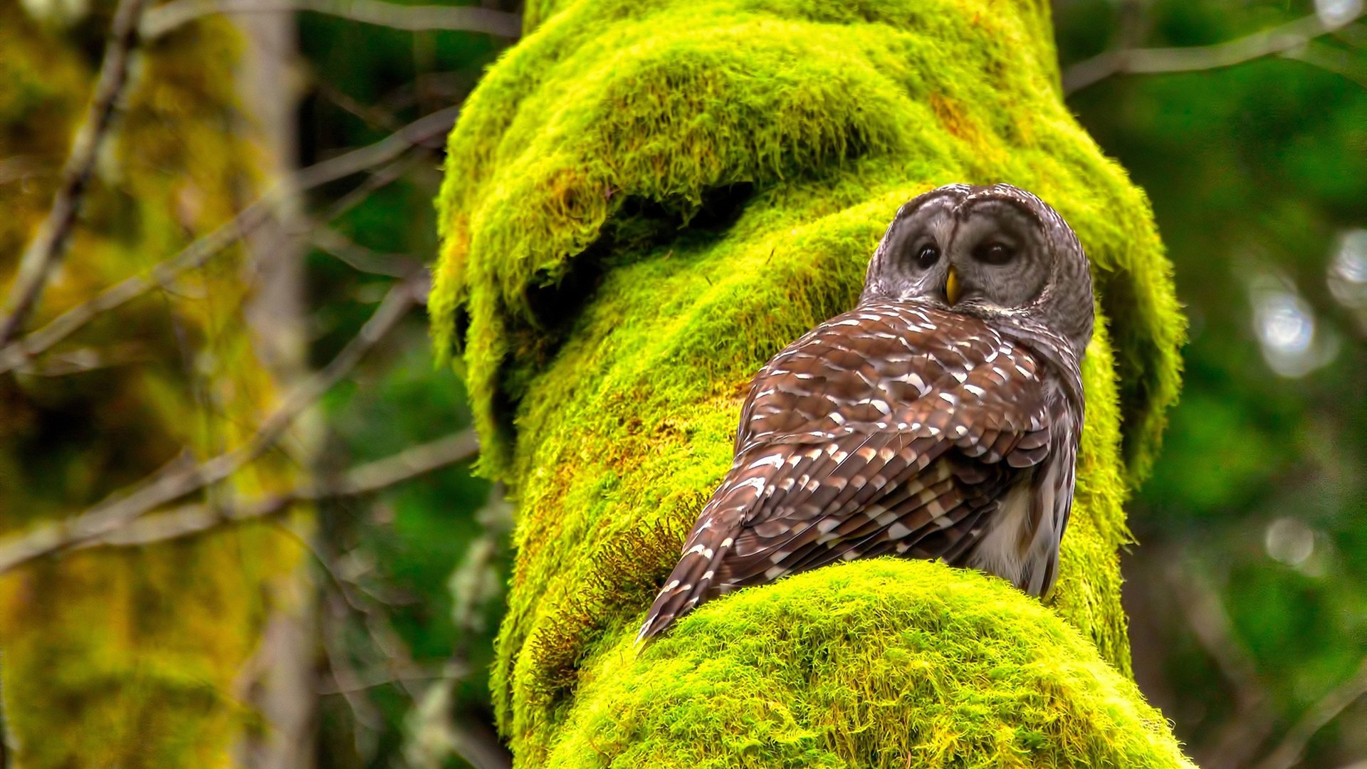 开云体育app-东契奇降临五棵松，当欧洲魔术师主宰京粤大战