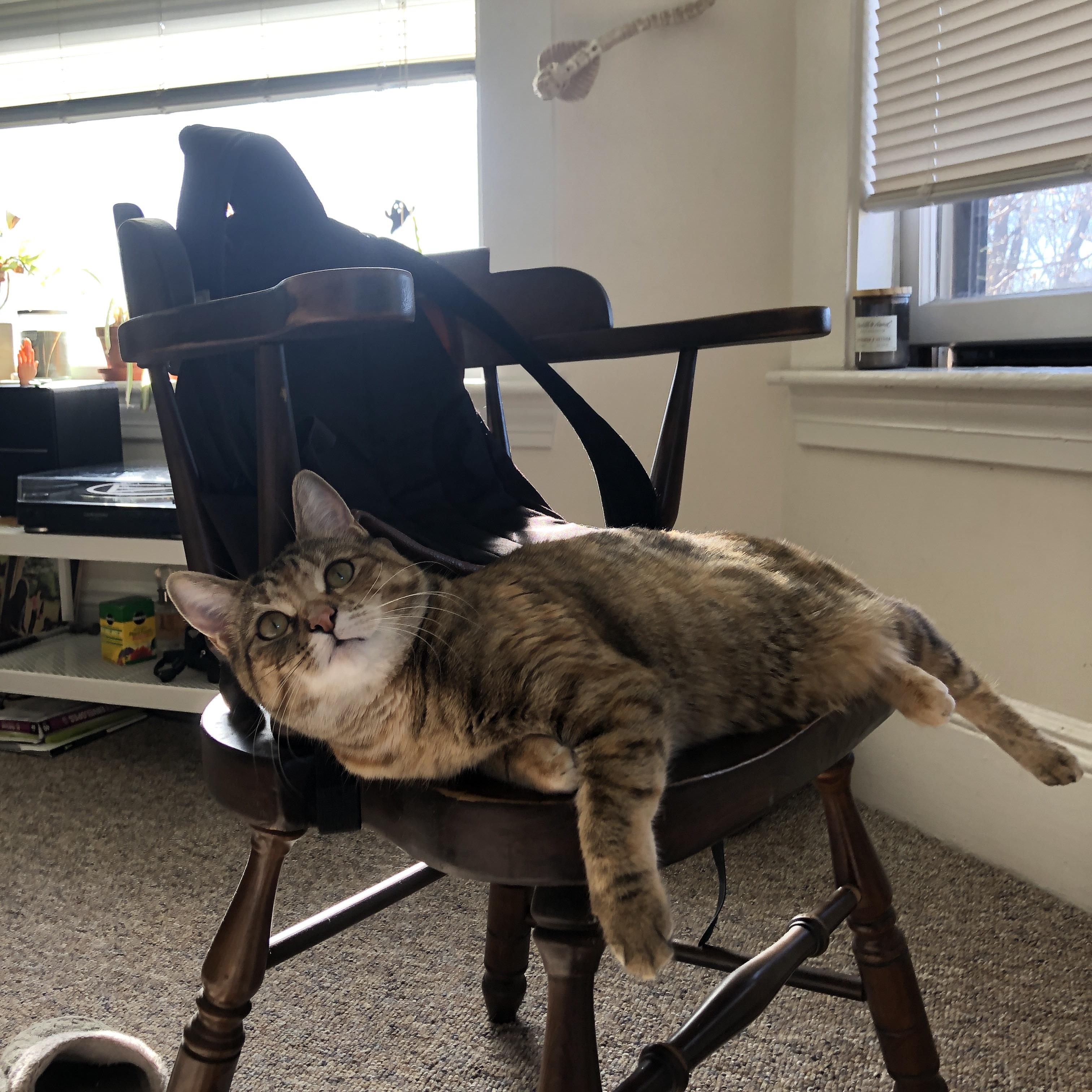 -火力交响与独奏史诗，当森林狼的狂潮遇上约基奇的绝对统治