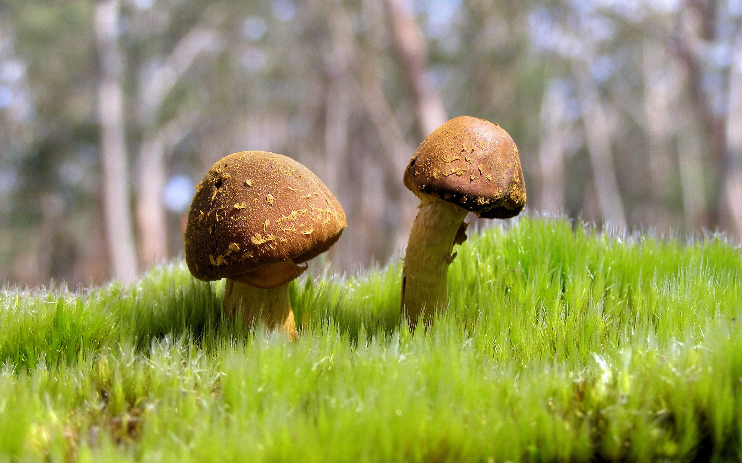 开云体育入口-猛龙踏平费城，范弗利特末节狂飙书写小个子巨人传奇