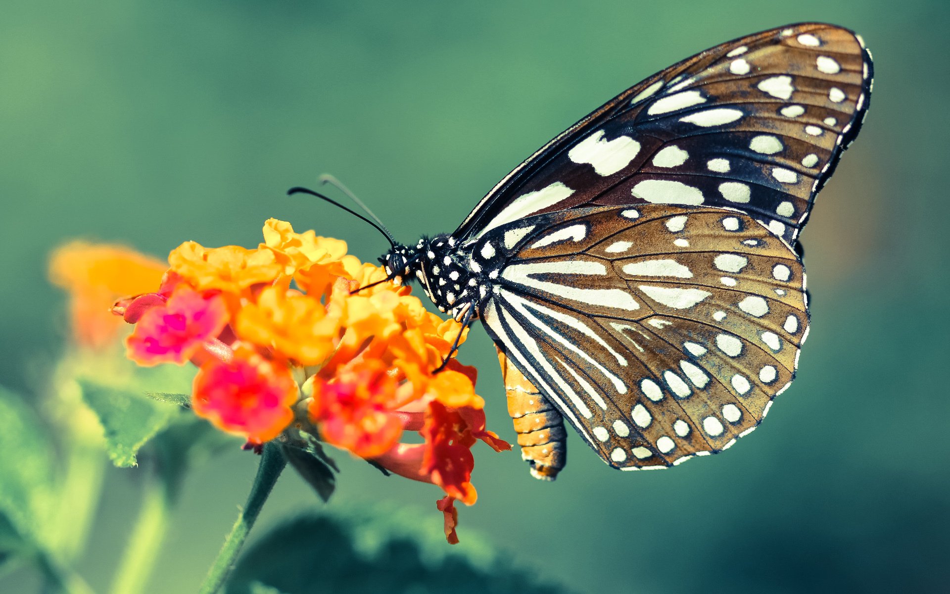 王者归来,C罗压力下的爆发与足球的永恒舞台