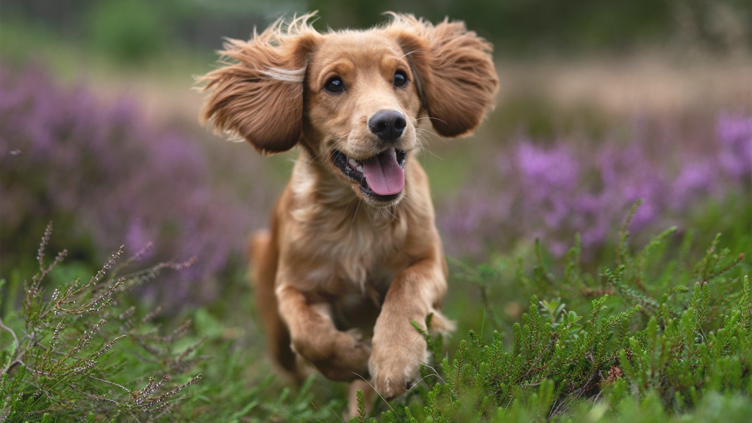 当老鹰的翅膀掠过F1赛道，速度叙事下的跨界隐喻