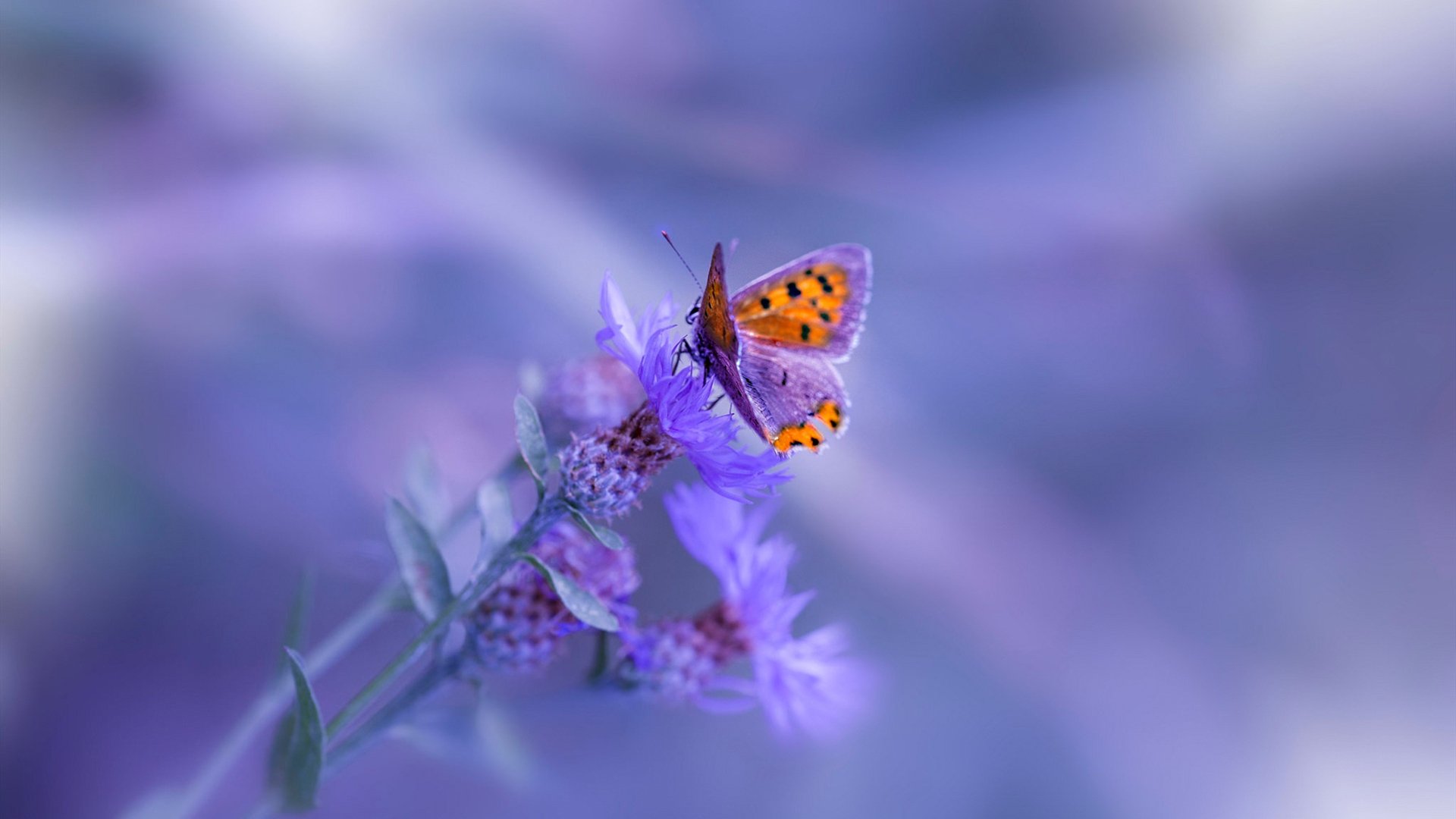 伊布拉满神级评分,背后却是安哥拉足球最闪耀的夜晚