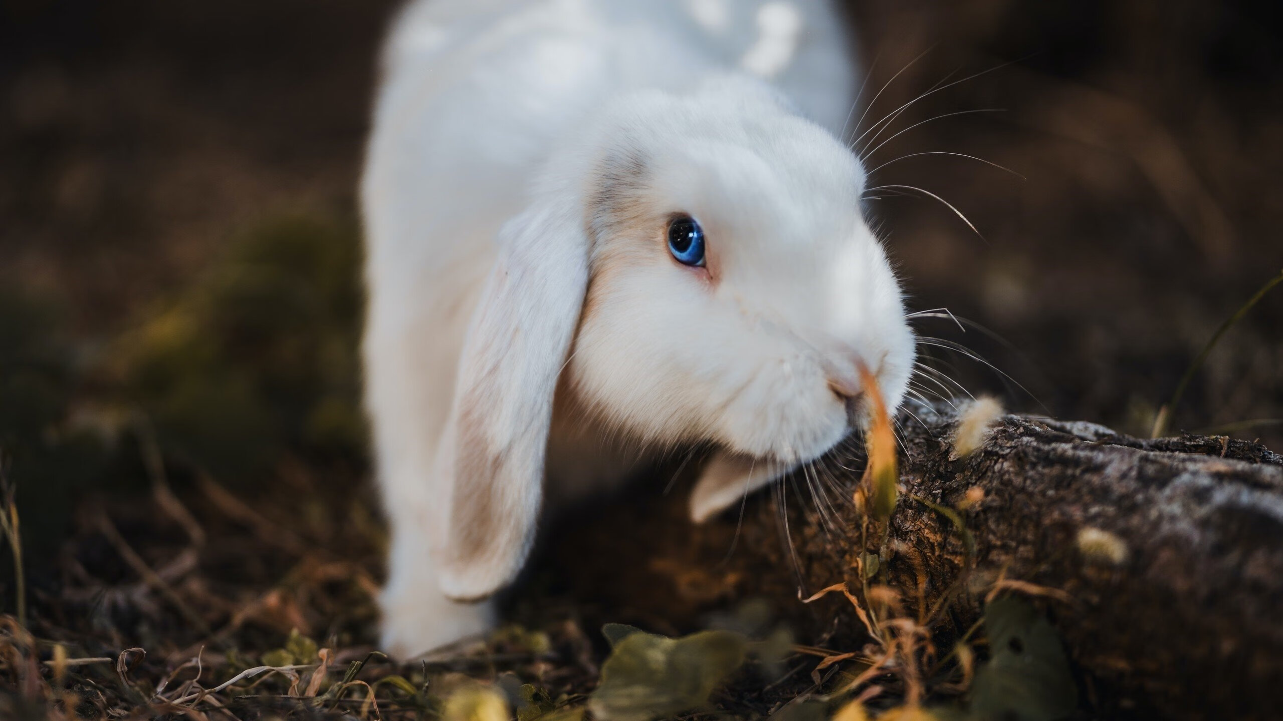 开云体育APP下载-风暴眼，帕尔默的个体狂欢与莱比锡的战术革命，足球新世界的两面战旗