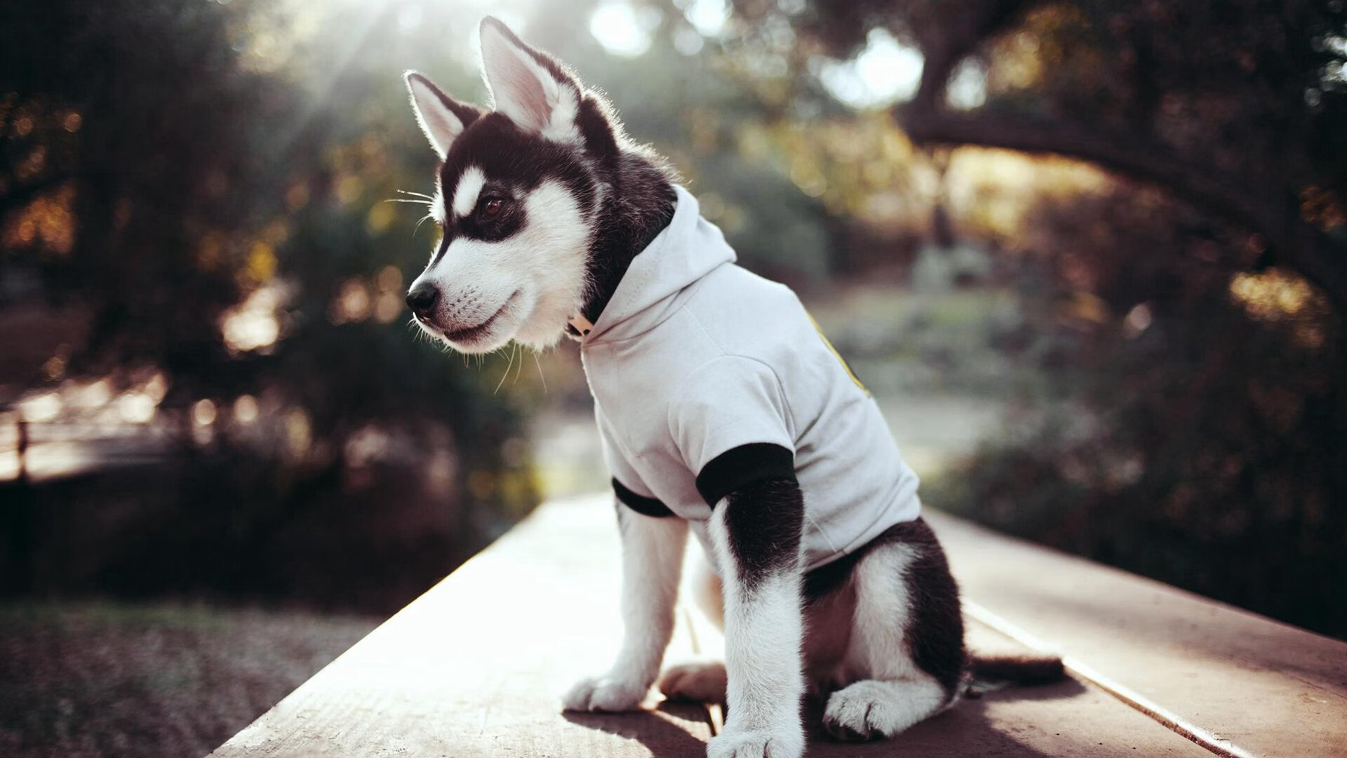 开云体育官网-冠军的两种时速，极速飞驰与战术鏖战中的殊途同归