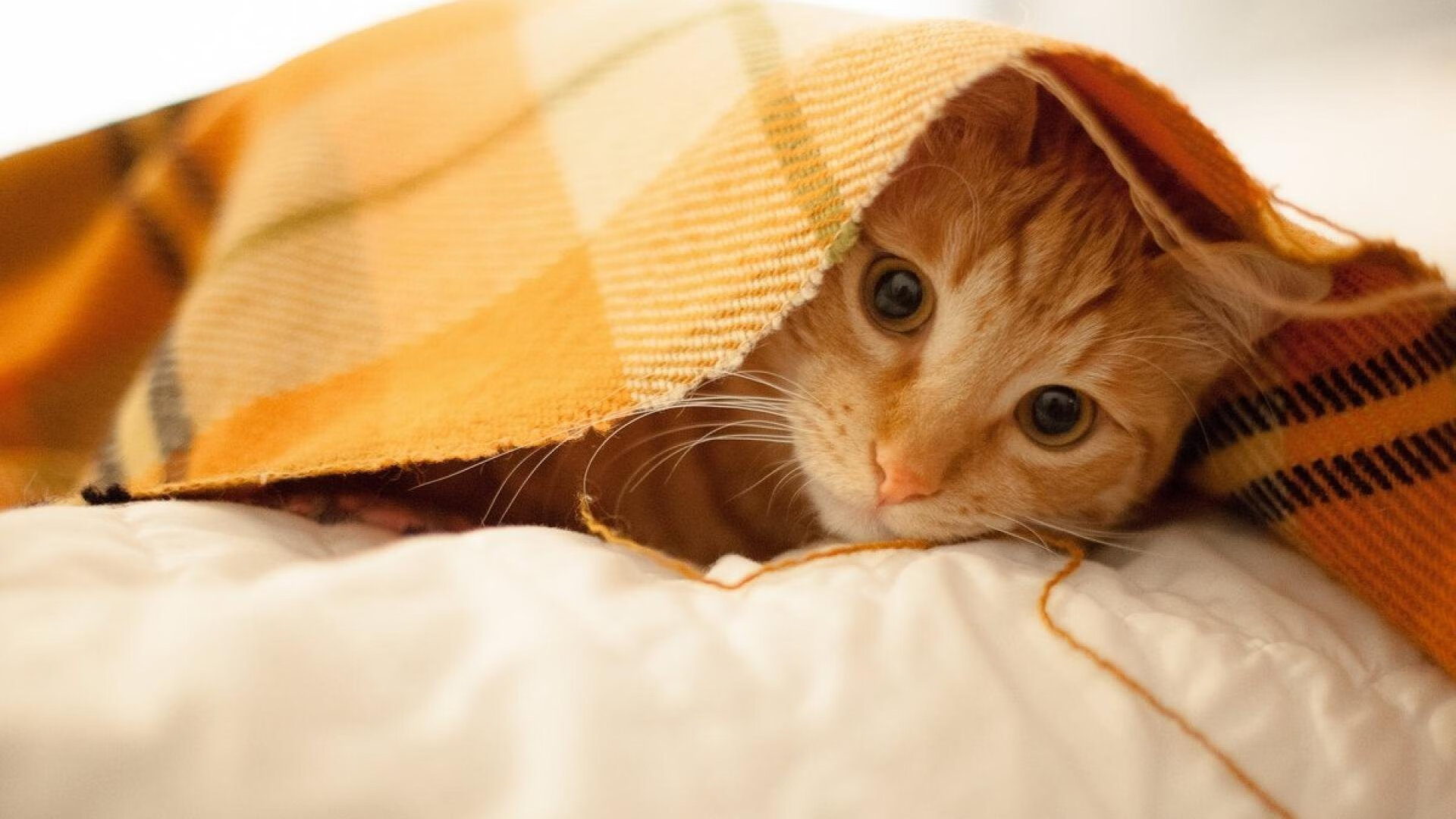 绿茵场上的NBA对决,2026世界杯上演太阳终结凯尔特人焦点战