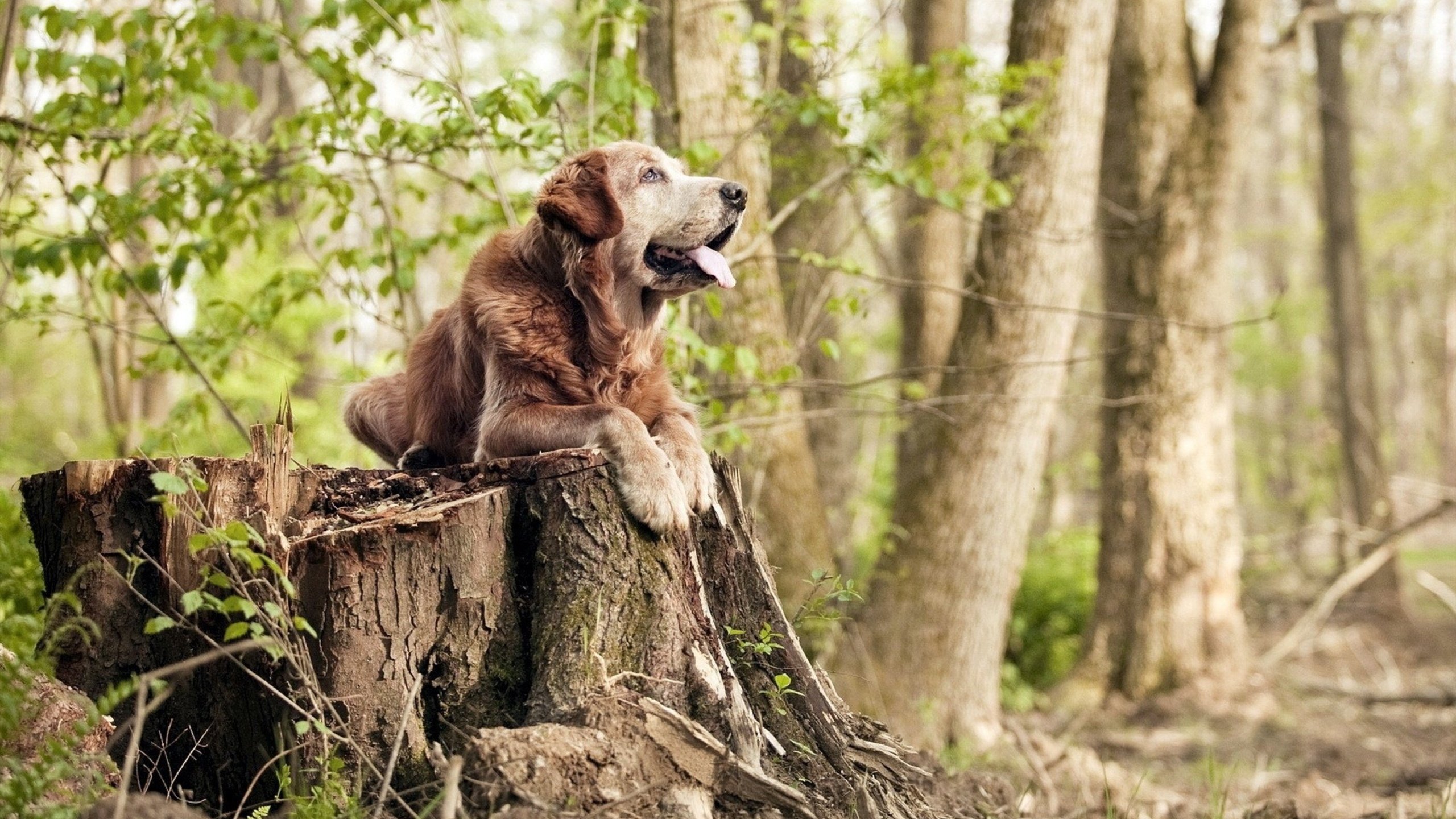 开云体育-东方小城掀翻NBA豪门，欧洲之巅升起美国新星，篮球世界的平行狂想
