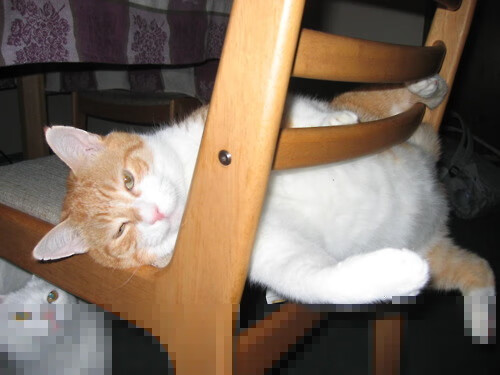 开云体育APP下载-一剑封喉，巴雷拉与摩洛哥篮球的荣耀时刻