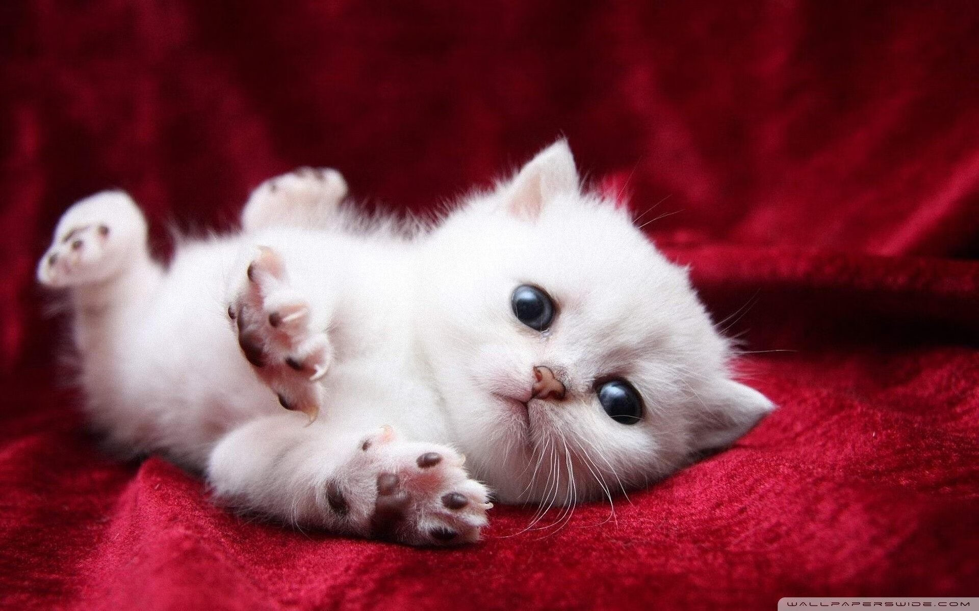 开云官网-致命错置，本泽马的错位破晓，让安哥拉对阵希腊一役提前终章