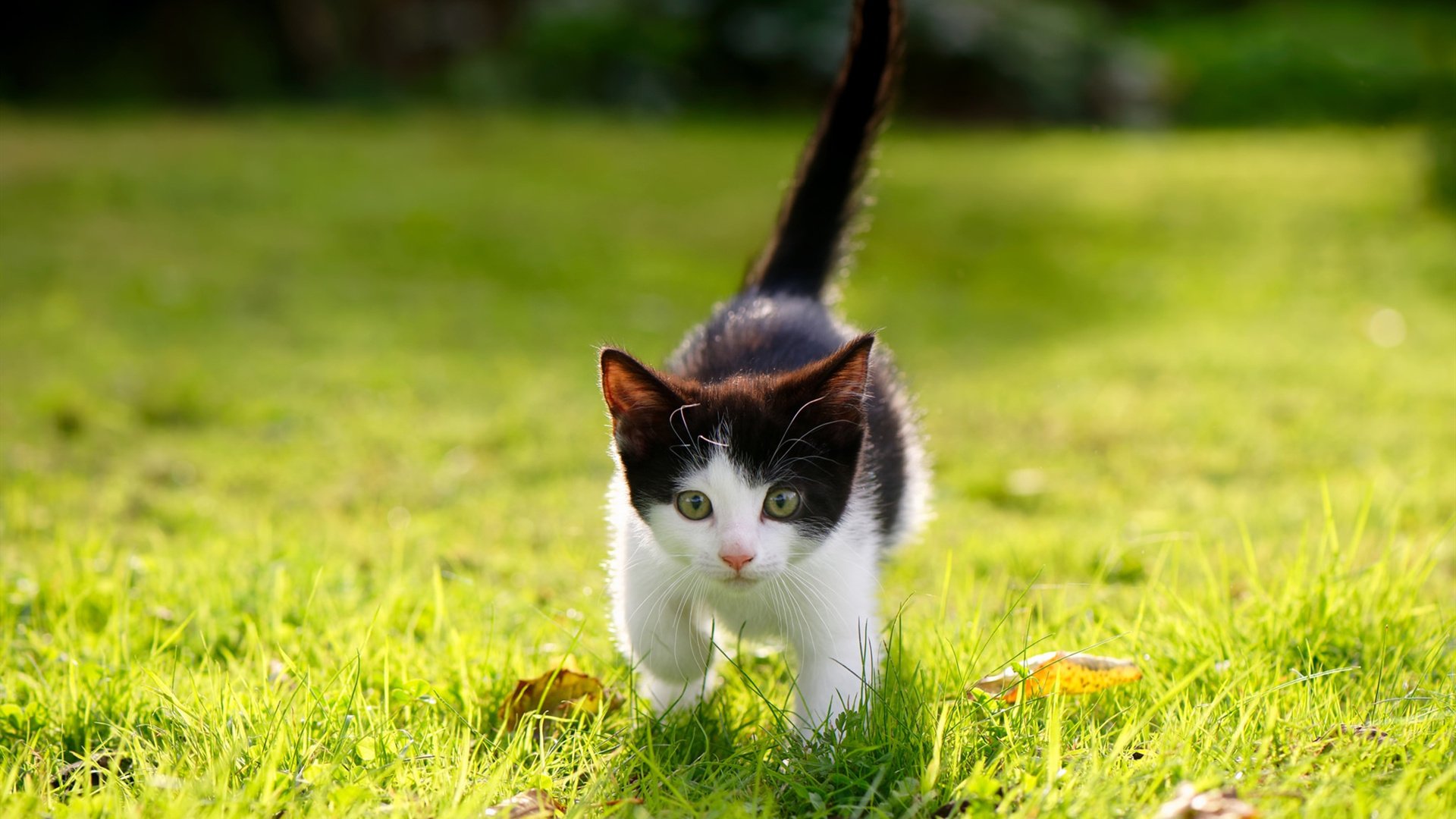 亚特兰大欧战全面压制瑞士劲旅,福登焦点战破茧成蝶证身价