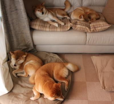 橙衣军团突围之战,萨内绝杀助力荷兰2-1险胜沙特,B组出线形势扑朔迷离